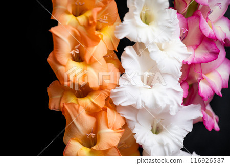 gladiolus flowers isolated 116926587