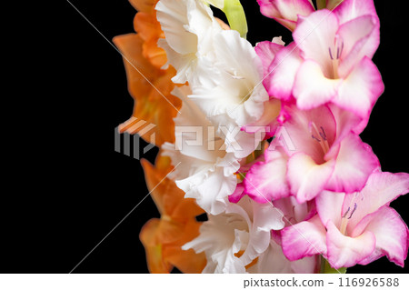 gladiolus flowers isolated 116926588