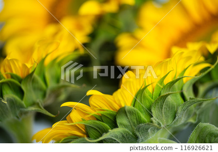beautiful sunflower flower 116926621