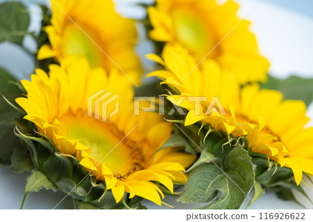 beautiful sunflower flower 116926622