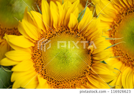 beautiful sunflower flower 116926623