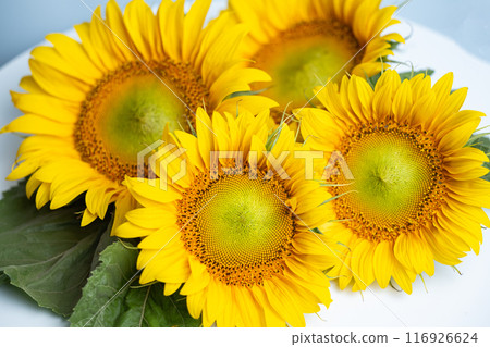 beautiful sunflower flower 116926624