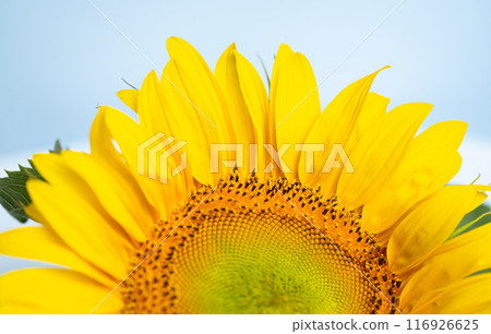 beautiful sunflower flower 116926625