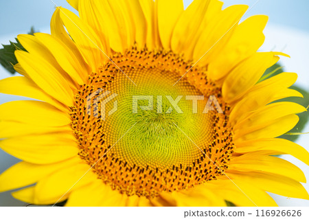 beautiful sunflower flower 116926626