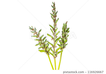 lupine flowers isolated 116926667