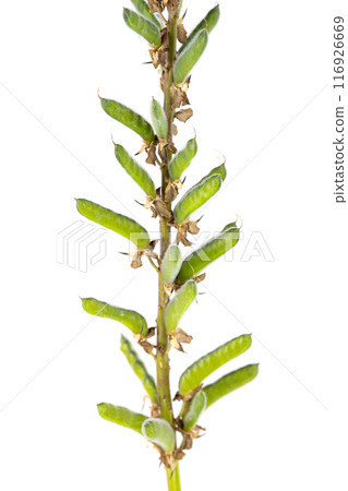 lupine flowers isolated 116926669