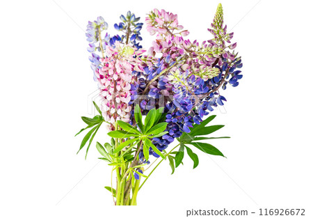 lupine flowers isolated 116926672