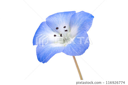 blue nemophila flower isolated 116926774