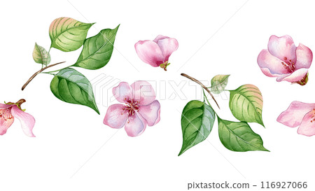 Watercolor seamless banner with pink flowers of apricot tree isolated on white. Floral board with blossom fruit branch hand drawn. Element for wedding invitation, card, packaging, label product. 116927066