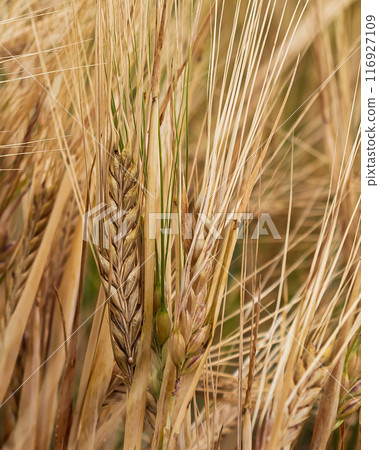 The beauty of wheat on a sunny day  116927109
