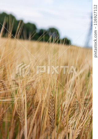 The beauty of wheat on a sunny day The beauty of wheat on a sunny day 116927112