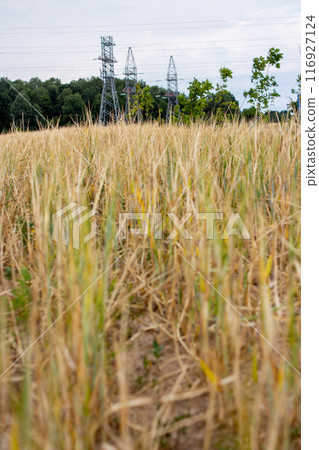 The beauty of wheat on a sunny day  116927124
