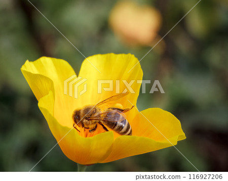 Close-up a bud of Eschscholzia californica with a bee in the garden 116927206
