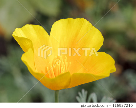 Close-up a bud of Eschscholzia californica in a garden on a sunny day 116927210