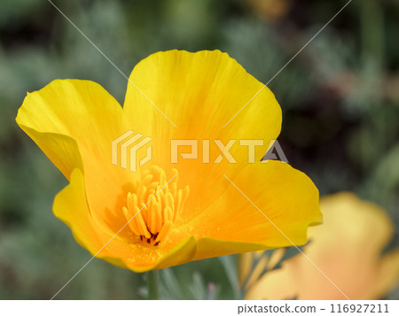 Close-up a bud of Eschscholzia californica in a garden on a sunny day 116927211
