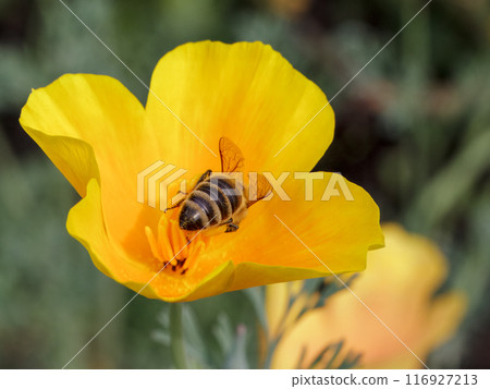 Close-up a bud of Eschscholzia californica with a bee in the garden 116927213