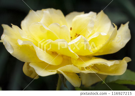 Close-up view of a rose bud with the blurred background. Close-up view of a rose bud with the blurred background. 116927215