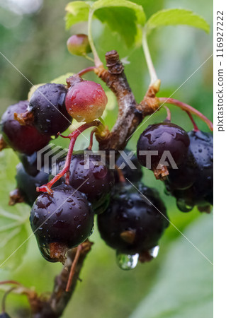 Ripe black currants on the branch with green leaves in the garden Ripe black currants on the branch with green leaves in the garden 116927222