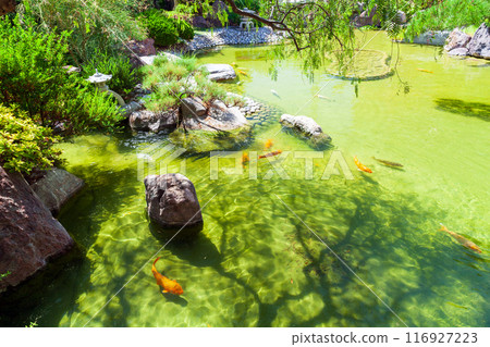 Koi carps are in pond of Japonais de Monaco on a sunny day 116927223