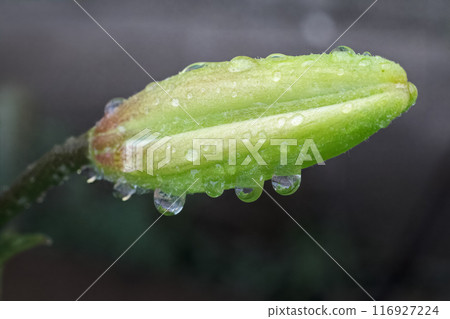 Bud of lily flower in the summer garden. Bud of lily flower in the summer garden. 116927224