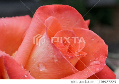Close-up view of a rose bud with water drops. 116927225