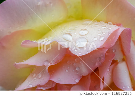 Close-up view of a rose bud with water drops. Close-up view of a rose bud with water drops. 116927235