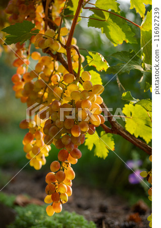 Bunches of ripe white grapes on the bush Bunches of ripe white grapes on the bush 116927239