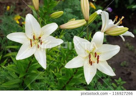 White lily flowers in the summer garden. 116927266