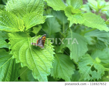 一隻蝴蝶棲息在藍色紫蘇上 一隻蝴蝶棲息在藍色紫蘇上 116927652