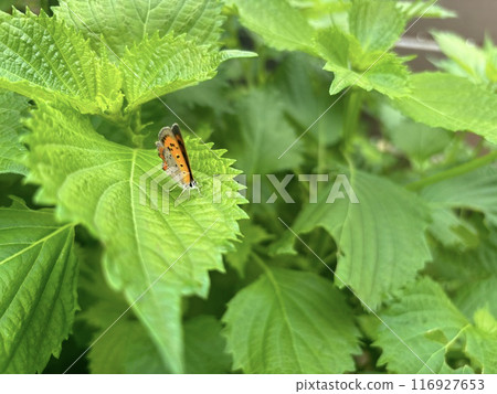A copper butterfly resting on a green shiso plant 116927653