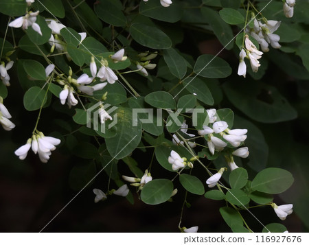 Nashiki Shrine - Bush clover flowers Nashiki Shrine - Bush clover flowers 116927676