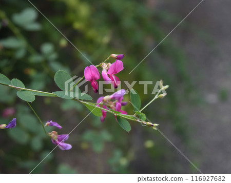 梨木神社萩之花 116927682