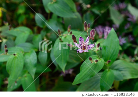 Nashiki Shrine - Rhododendron 116928146