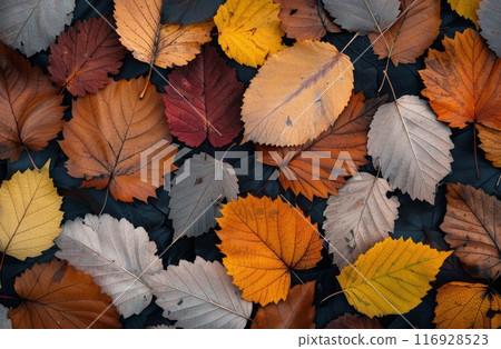 Autumn Leaves on the Ground 116928523