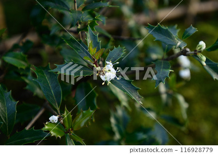 京都仙洞皇宮 Matashintei 的冬青花 116928779