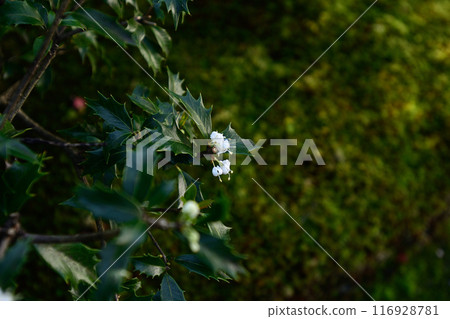 Holly flowers at Matashintei in the Kyoto Sento Imperial Palace 116928781