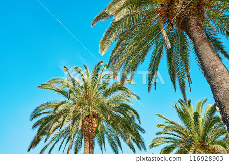 Upward view of palm trees with its fronds spreading out against clear blue sky. Summer background with tropical trees with green leaves 116928903