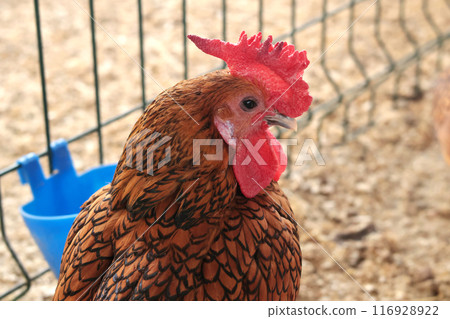 Rooster on private farm in chicken coop close-up. Comb and beak. Poultry farming and agriculture. Pure bred.  116928922