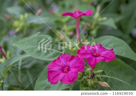 Pink Oshiroibana 116929030
