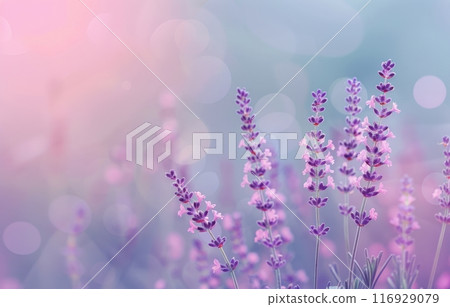 Lavender Blooms in Soft Light 116929079