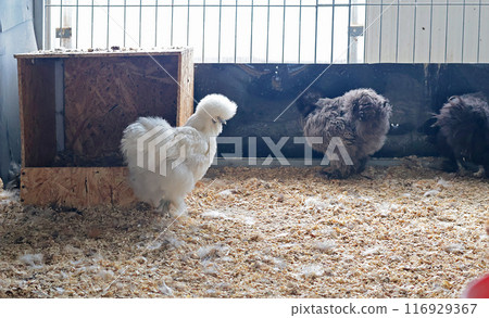 Rooster, hen on private farm in chicken coop close-up. Comb and beak. Poultry farming and agriculture. Pure bred.  116929367