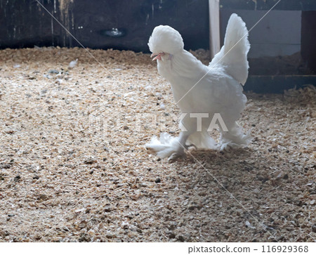 Rooster, hen on private farm in chicken coop close-up. Comb and beak. Poultry farming and agriculture. Pure bred. Rooster, hen on private farm in chicken coop close-up. Comb and beak. Poultry farming and agriculture. Pure bred. 116929368