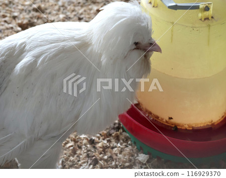 Rooster, hen on private farm in hen house close-up near water drinker. Crest and beak. Poultry breeding and agriculture. Purebred breeding.  116929370