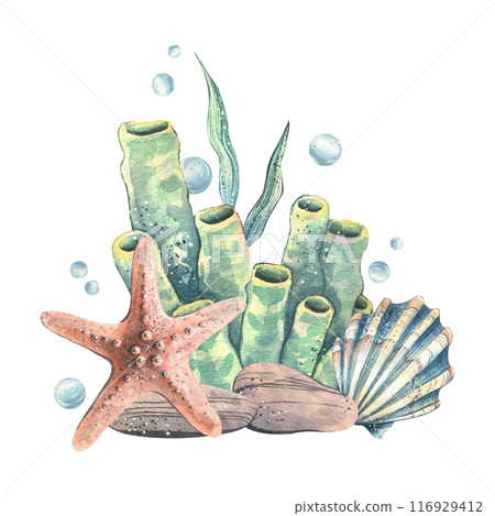 Seashell, starfish, sea sponge, algae, pebbles and bubbles. Hand drawn watercolor illustration on the theme of sea animals and the underwater world. Composition isolated from the background. 116929412