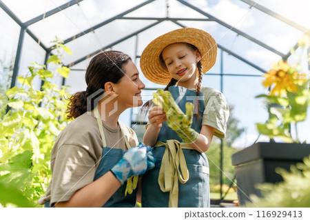 mother and daughter are gardening in the greenhouse 116929413