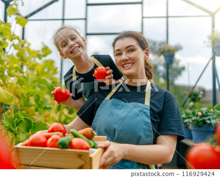 mother and daughter are gardening in the greenhouse mother and daughter are gardening in the greenhouse 116929424