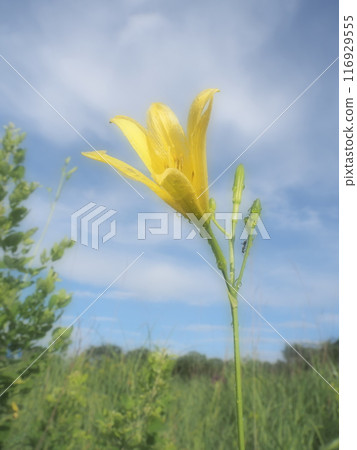 蔚藍天空中閃耀的悠貳 116929555