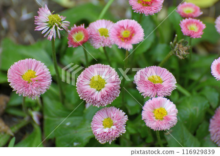 Bush of pink marguerite in a flowerbed 116929839