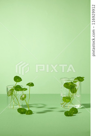 Natural ingredient theme photo over green background, two glass beaker containing water and centella asiatica. Empty space in center for product displaying, front angle shot 116929912