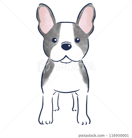 Watercolor hand-drawn illustration of a French bulldog standing front view Watercolor hand-drawn illustration of a French bulldog standing front view 116930001